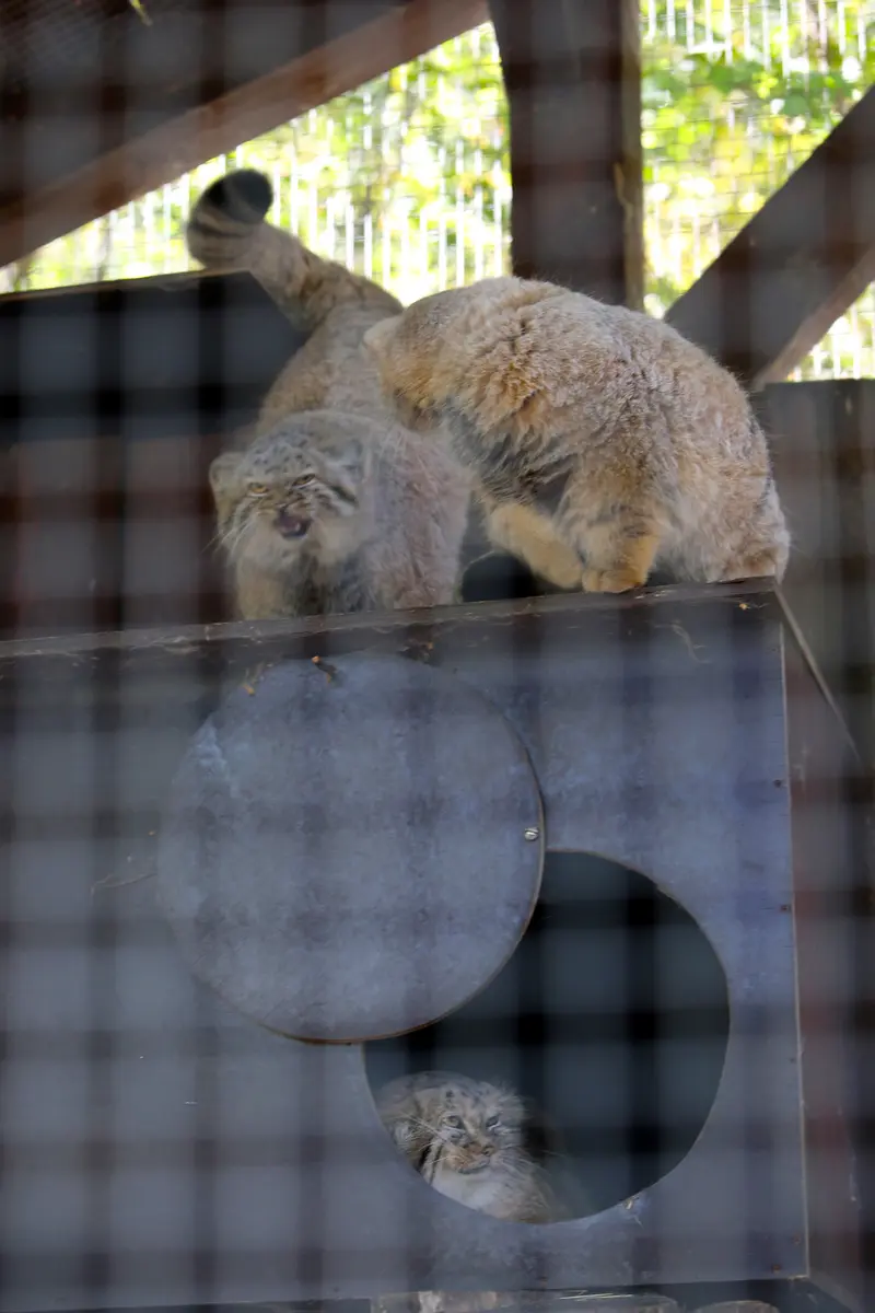 コシツェ動物園のアラニ、アラニの子（2026年生まれ）Ⅰとアラニの子（2026年生まれ）Ⅱの写真