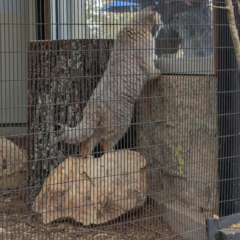 ミル・マウンテン動物園のノルブの写真