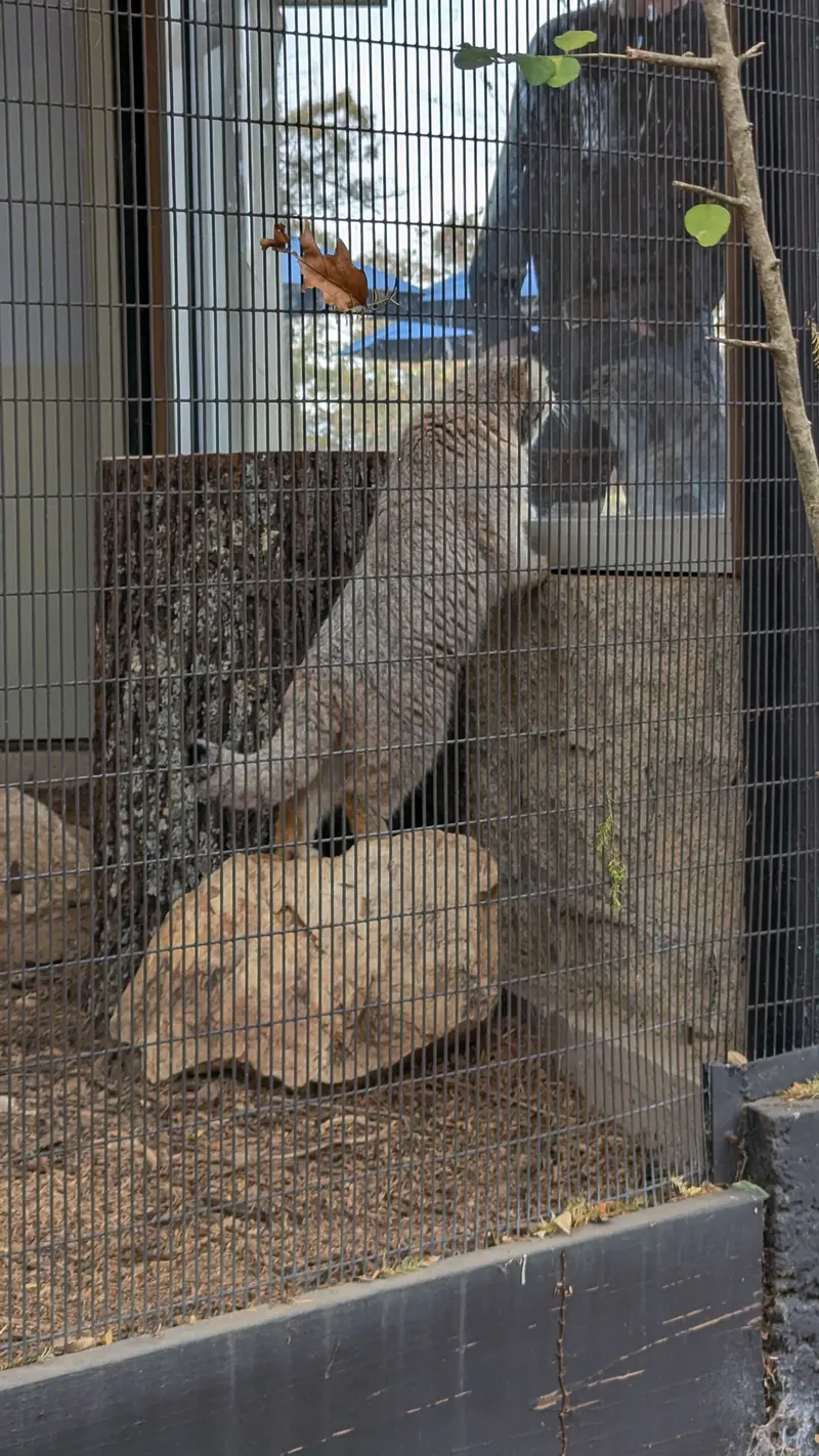 ミル・マウンテン動物園のノルブの写真