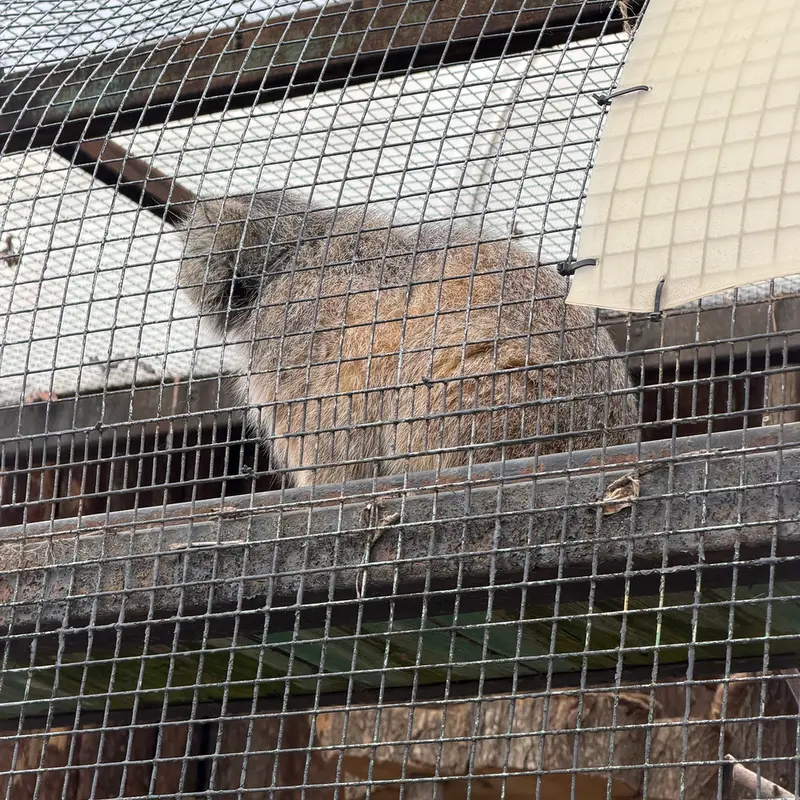 レニングラード動物園のシューの写真