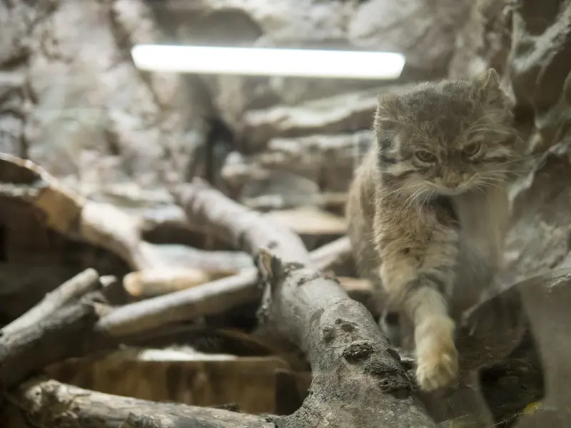 恩賜上野動物園のプリームラの写真