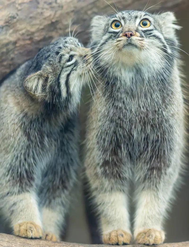 神戸どうぶつ王国のメイの写真