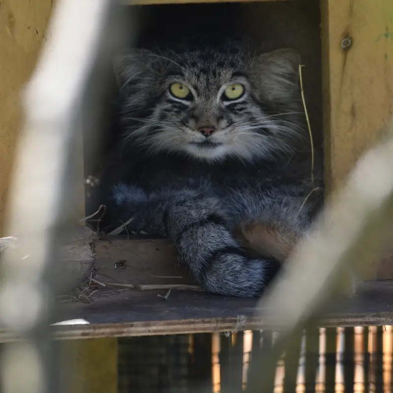 マヌルネコの写真