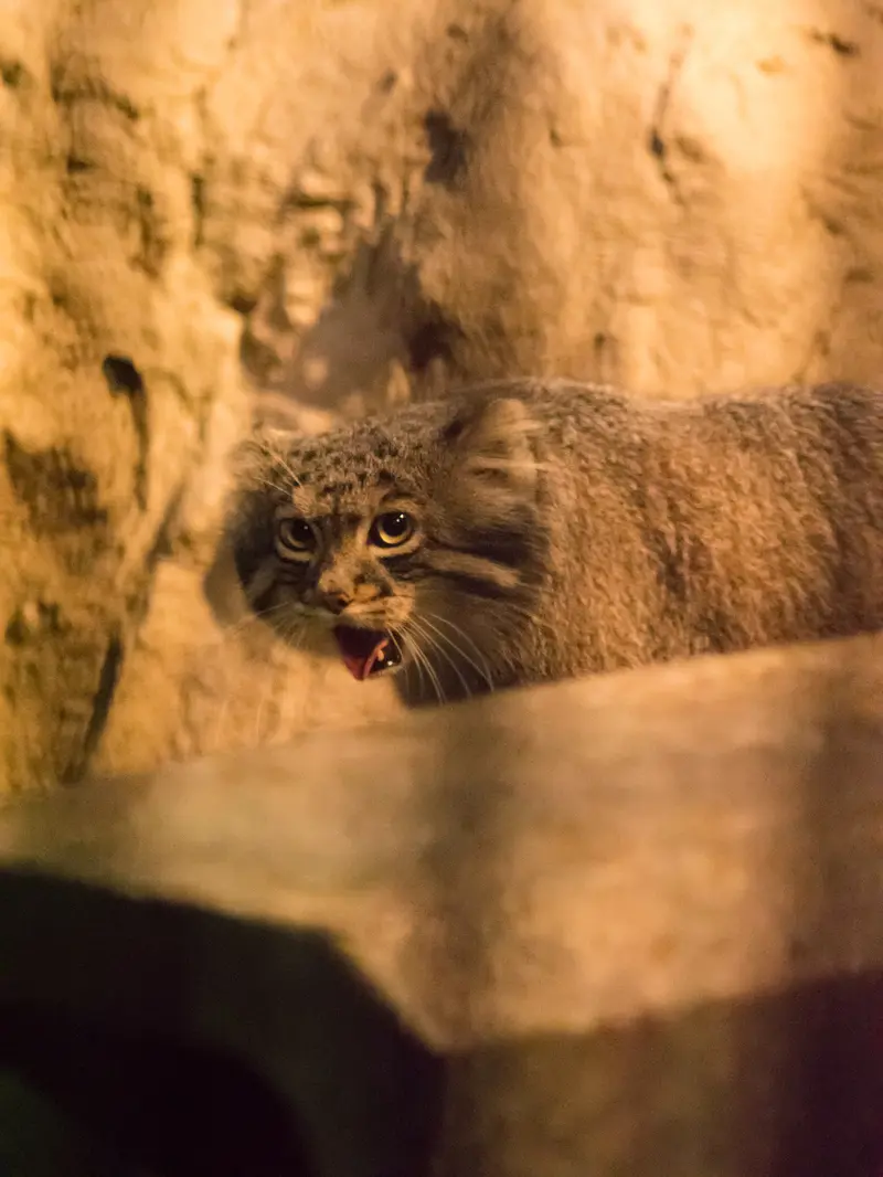 野毛山動物園のフィーガの写真