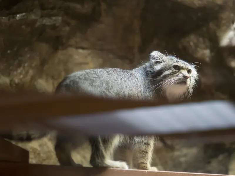 恩賜上野動物園のクリョンの写真