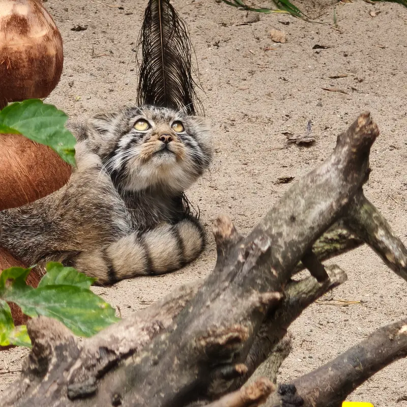 ノヴォシビルスク動物園のイヴの子（2026年生まれ）Ⅳの写真