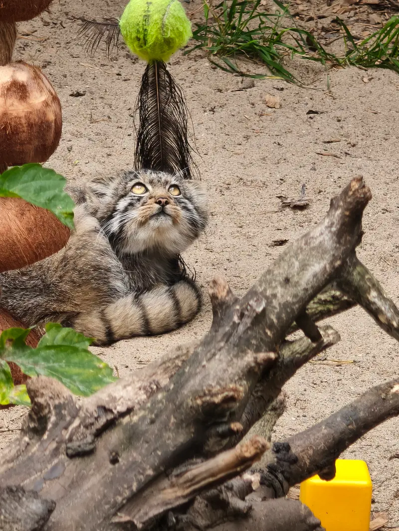 ノヴォシビルスク動物園のマヌルネコの写真