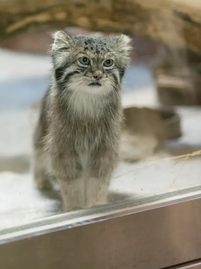 恩賜上野動物園のクリョンの写真