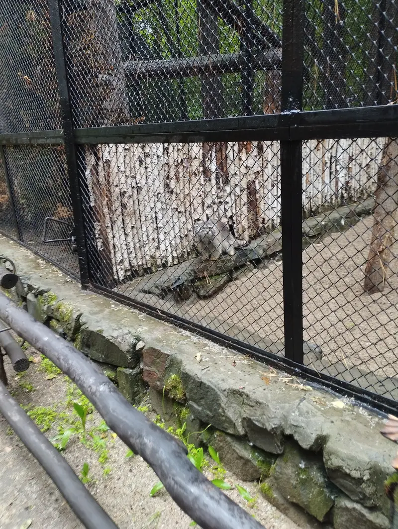 ノヴォシビルスク動物園のマヌルネコの写真