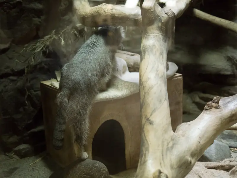 恩賜上野動物園のクリョンの写真
