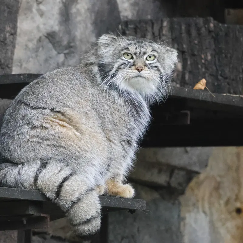 モスクワ動物園のティモフェイの写真