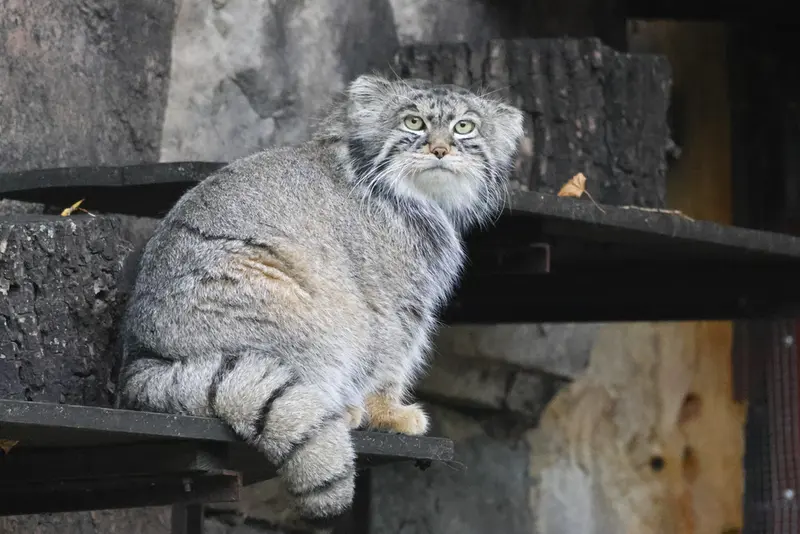 モスクワ動物園のティモフェイの写真