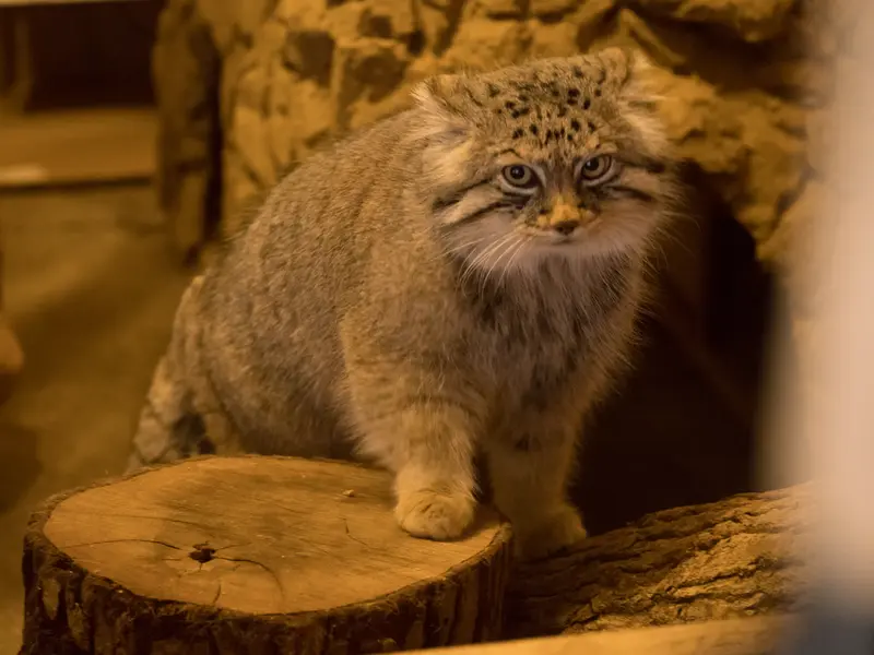 埼玉県こども動物自然公園のロータスの写真