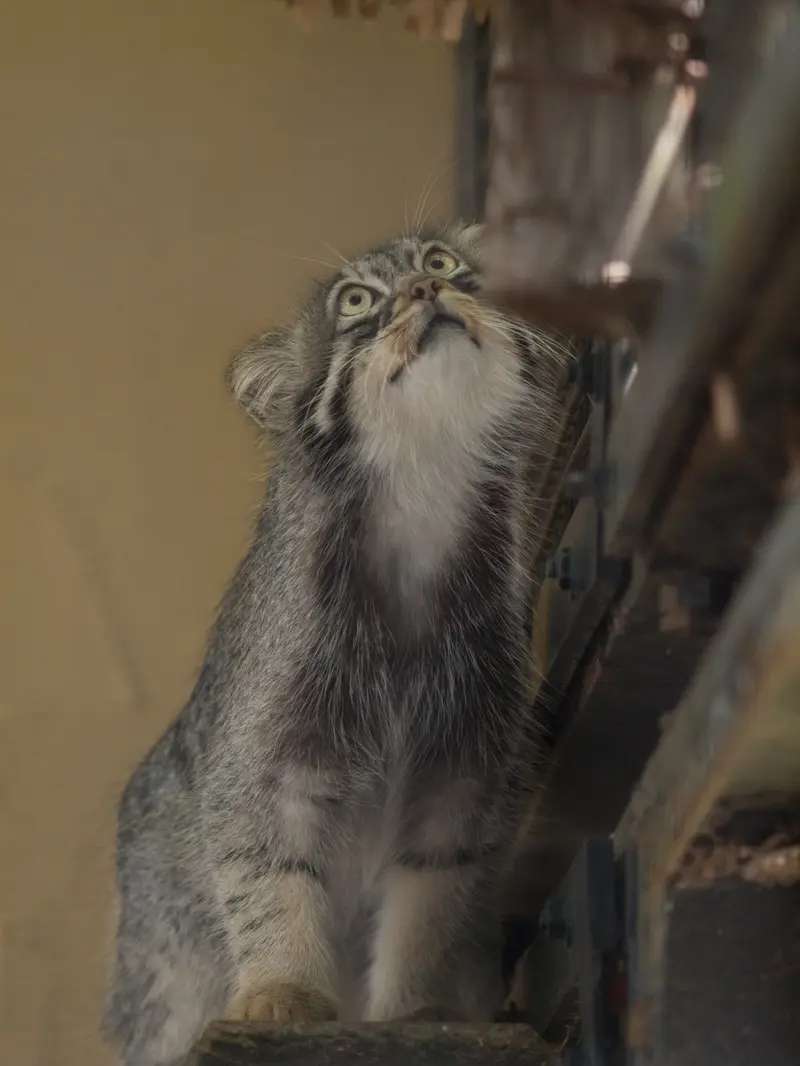 旭山動物園のヒデの写真