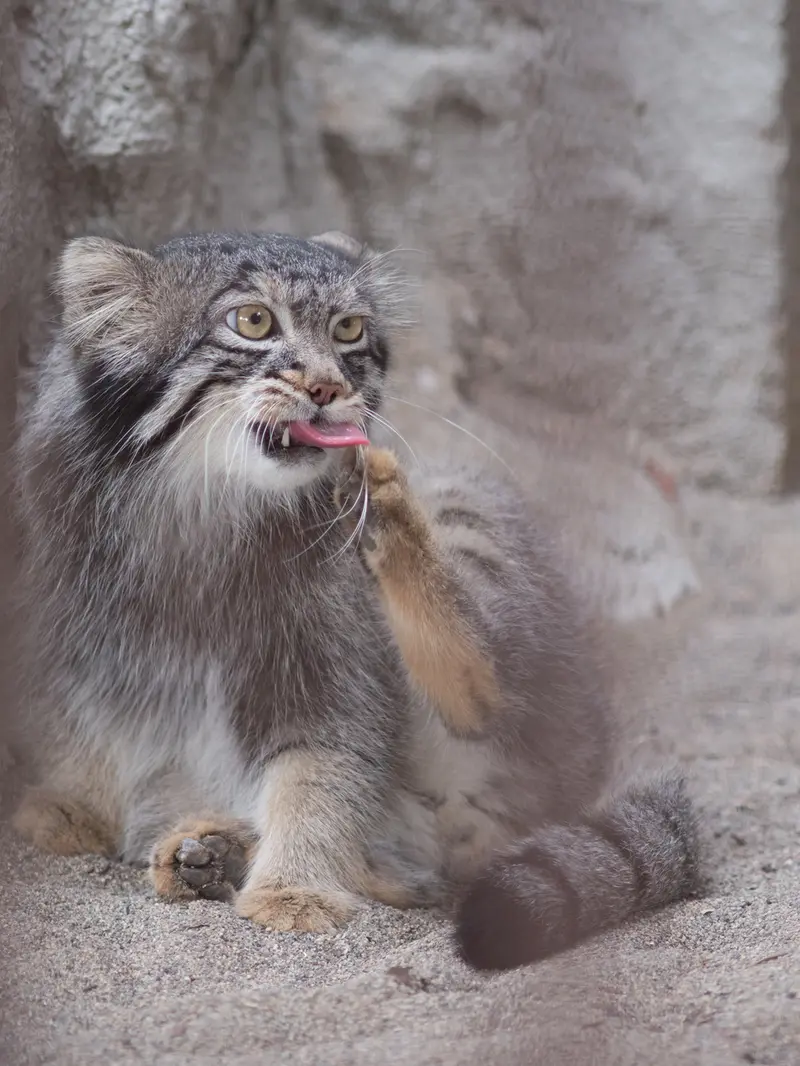 野毛山動物園のフィーガの写真