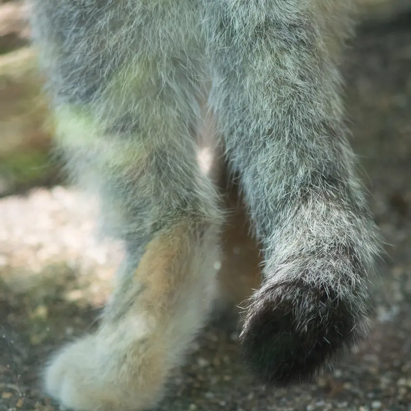 神戸市立王子動物園のイーリスの写真