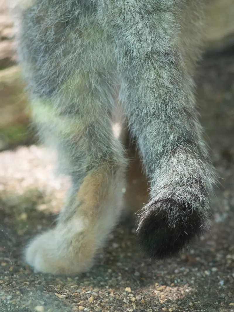 神戸市立王子動物園のイーリスの写真