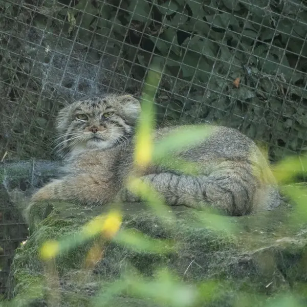 ロッテルダム動物園のコタの写真