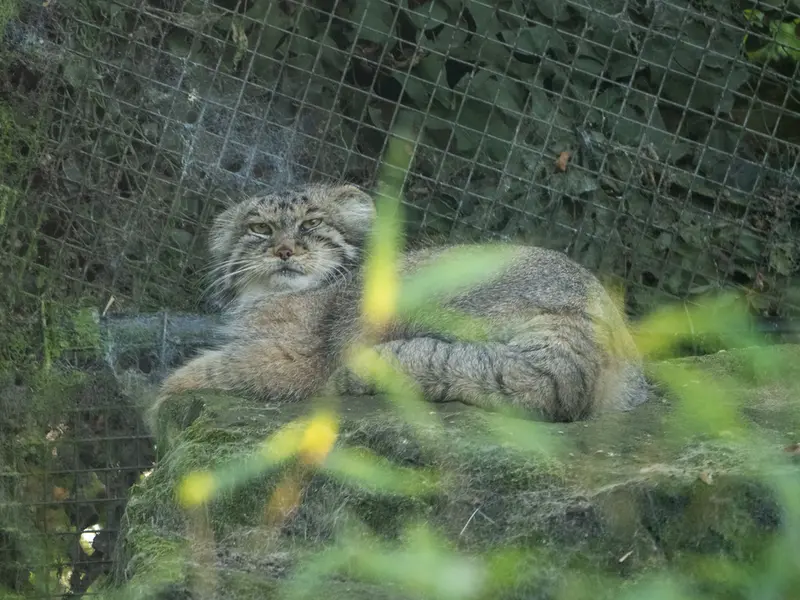 ロッテルダム動物園のコタの写真