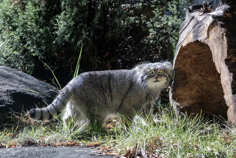 モスクワ動物園のティモフェイの写真