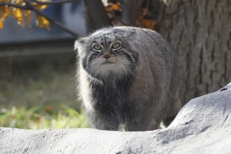 モスクワ動物園のティモフェイの写真