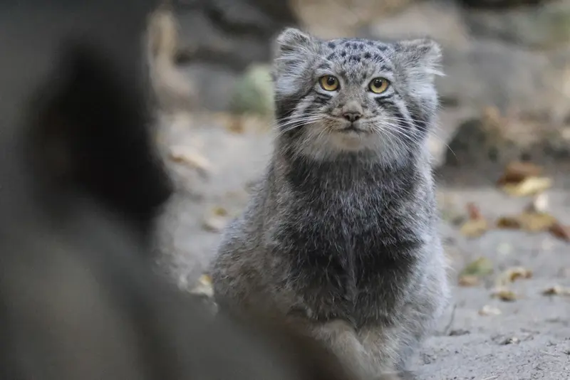 ノヴォシビルスク動物園のマヌルネコの写真