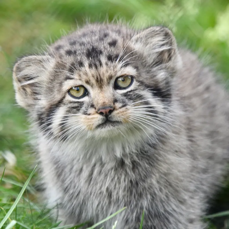 ポート・リムプネ・ワイルド・アニマル・パークのナムーの子猫 b. 2026 Ⅲの写真