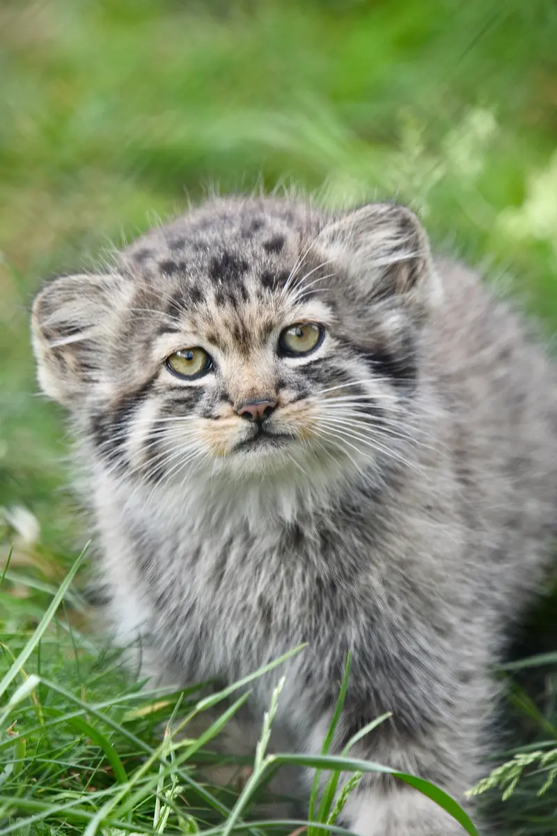 ポート・リムプネ・ワイルド・アニマル・パークのナムーの子猫 b. 2026 Ⅲの写真