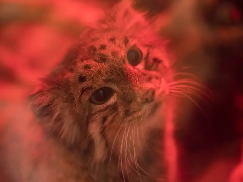 恩賜上野動物園のナイマの写真
