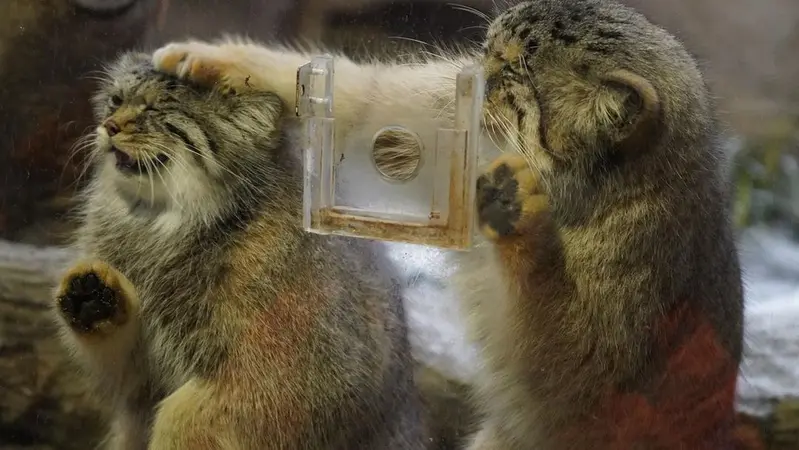 マヌルネコの写真