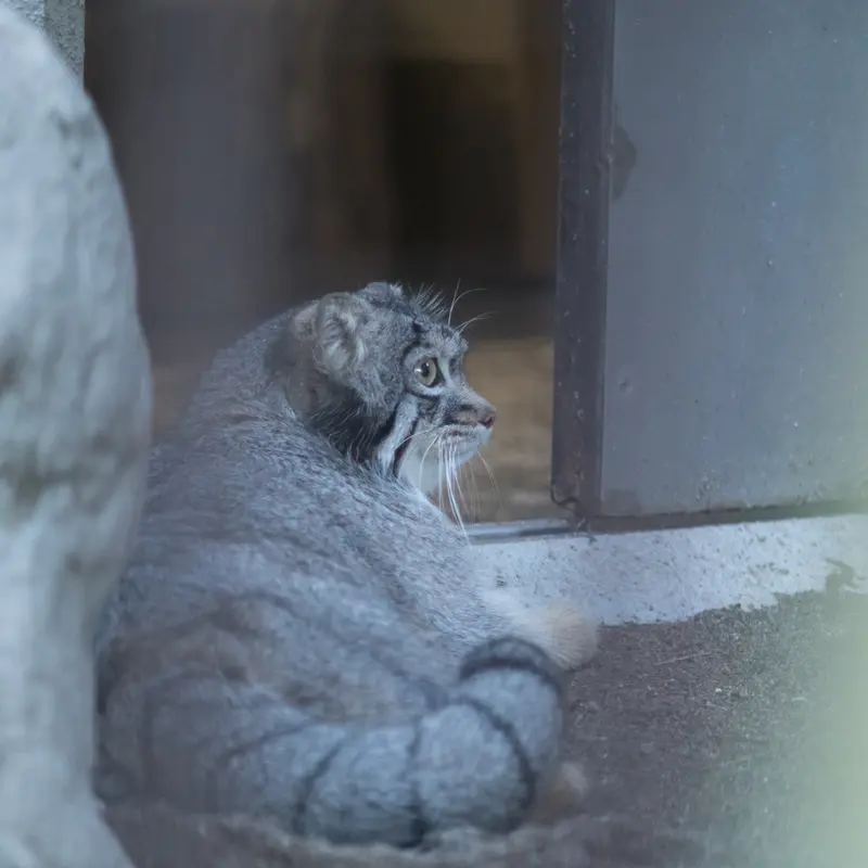 野毛山動物園のフィーガの写真
