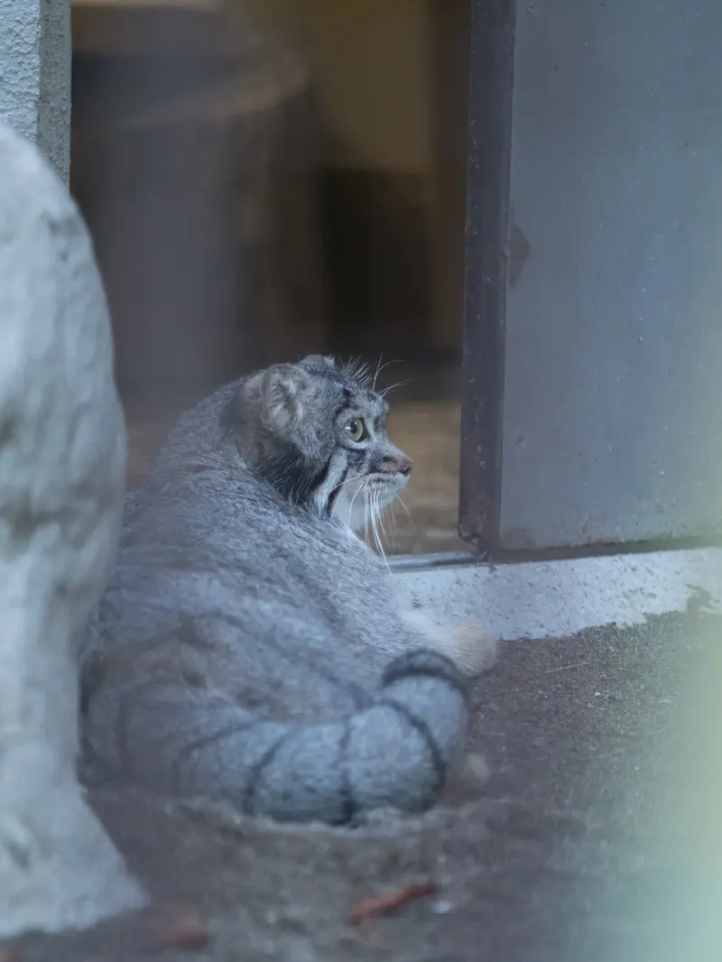 野毛山動物園のフィーガの写真