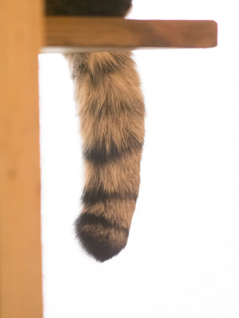 埼玉県こども動物自然公園のオトの写真
