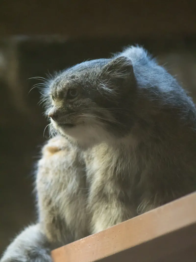 恩賜上野動物園のクリョンの写真
