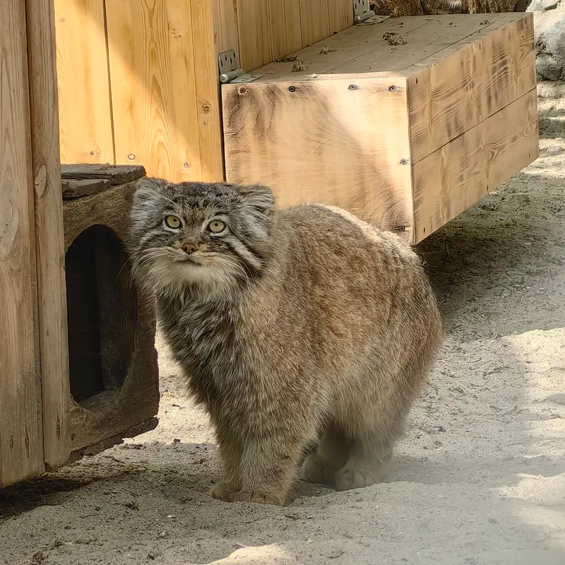 ノヴォシビルスク動物園のアチの写真