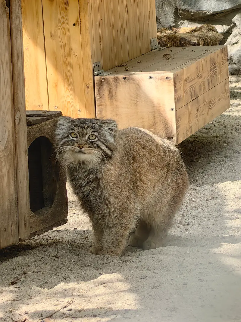 ノヴォシビルスク動物園のアチの写真
