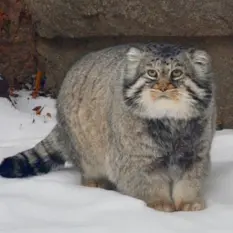モスクワ動物園のヴァディムの写真