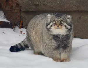 モスクワ動物園のヴァディムの写真