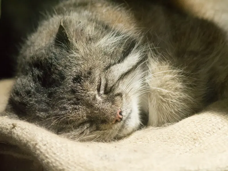 恩賜上野動物園のクリョンの写真