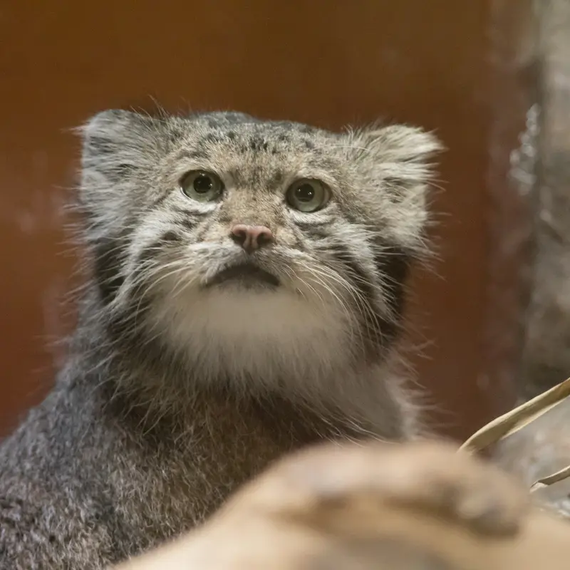 恩賜上野動物園のクリョンの写真