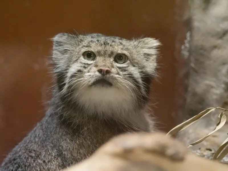 恩賜上野動物園のクリョンの写真