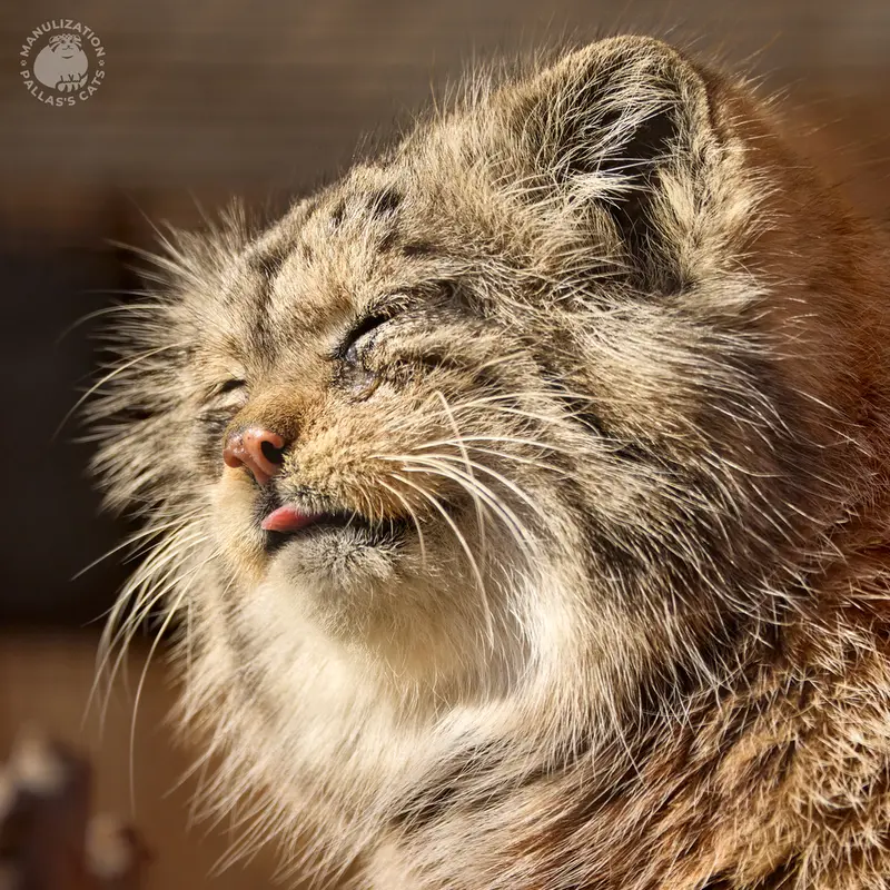 レニングラード動物園のナミカの写真