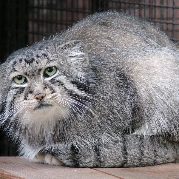 リガ動物園のハーストの写真