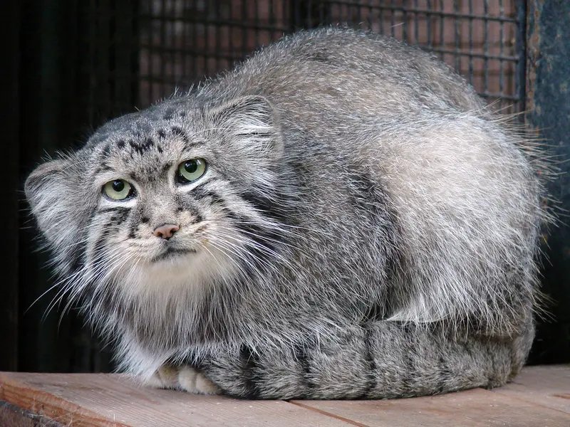 リガ動物園のハーストの写真