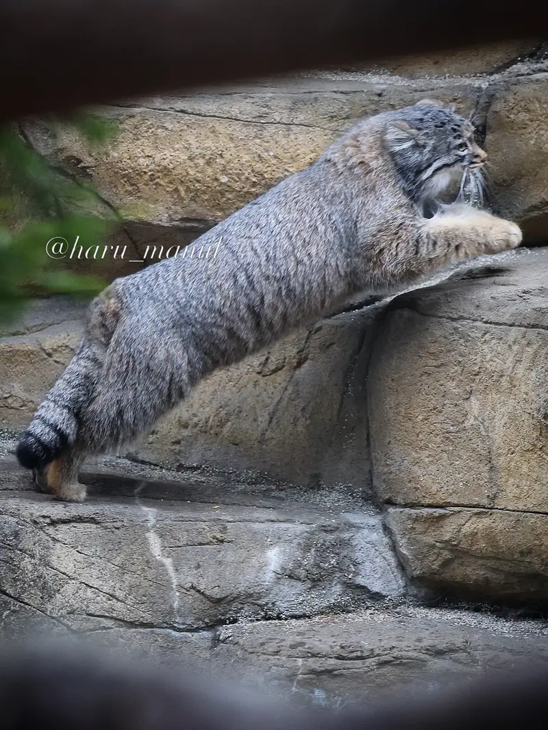 那須どうぶつ王国のアブリコースの写真
