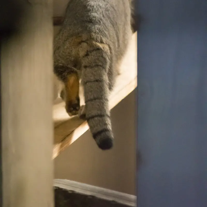 野毛山動物園のフィーガの写真