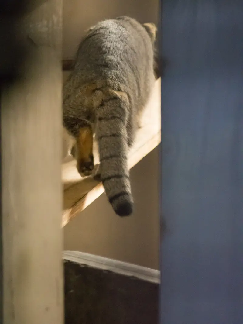 野毛山動物園のフィーガの写真