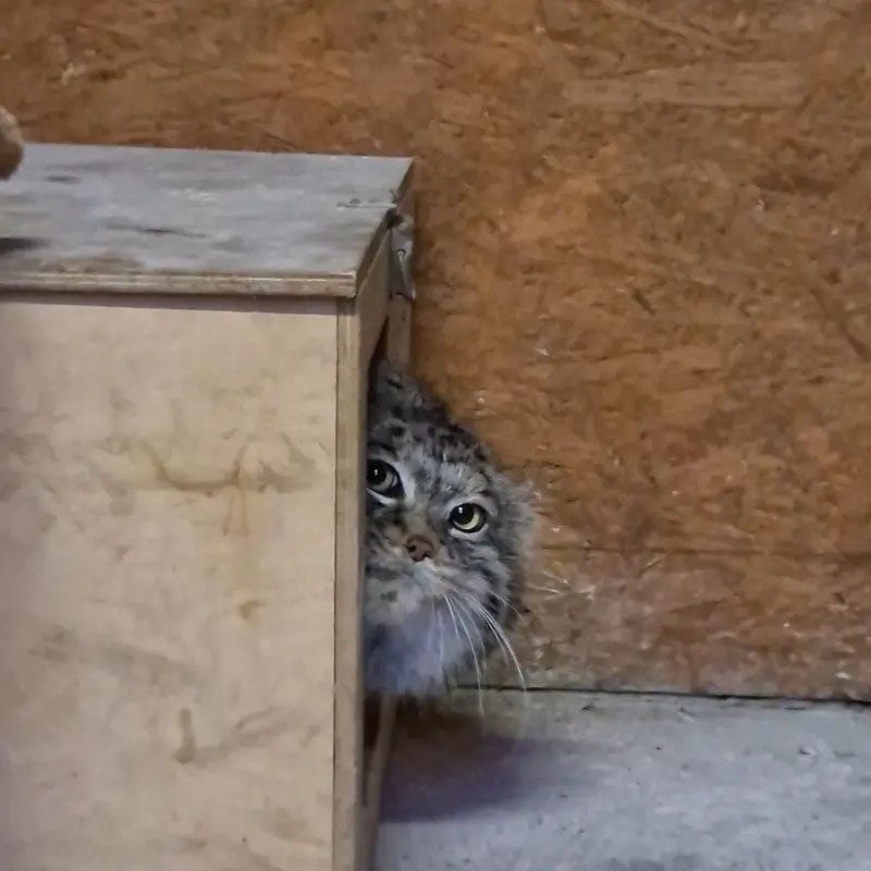 ポズナン新動物園のマヌルネコの写真