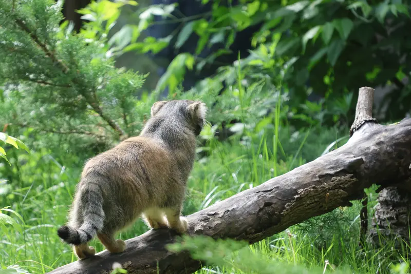 モスクワ動物園のティモフェイの写真