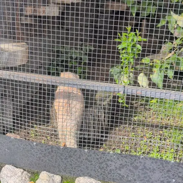 レニングラード動物園のマヌルネコの写真